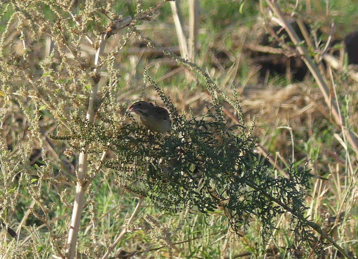 Dickcissel - ML273513761