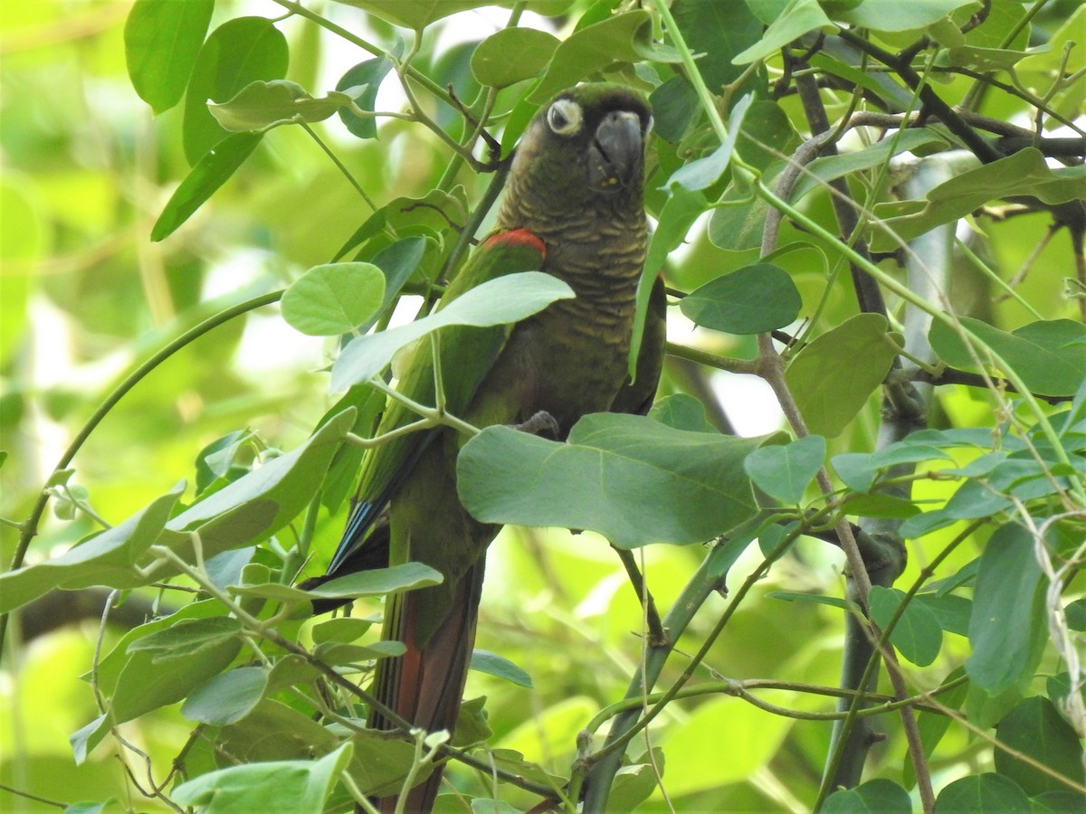 Conure de Deville - ML273515001