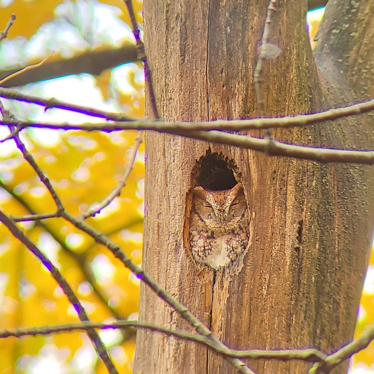 Eastern Screech-Owl - Tom Kerr