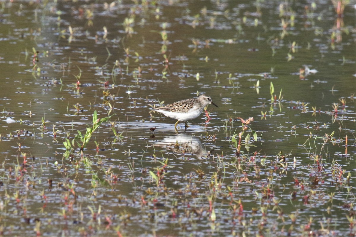 Least Sandpiper - John Skene