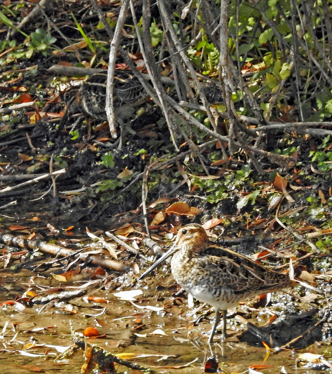 Wilson's Snipe - ML273519141