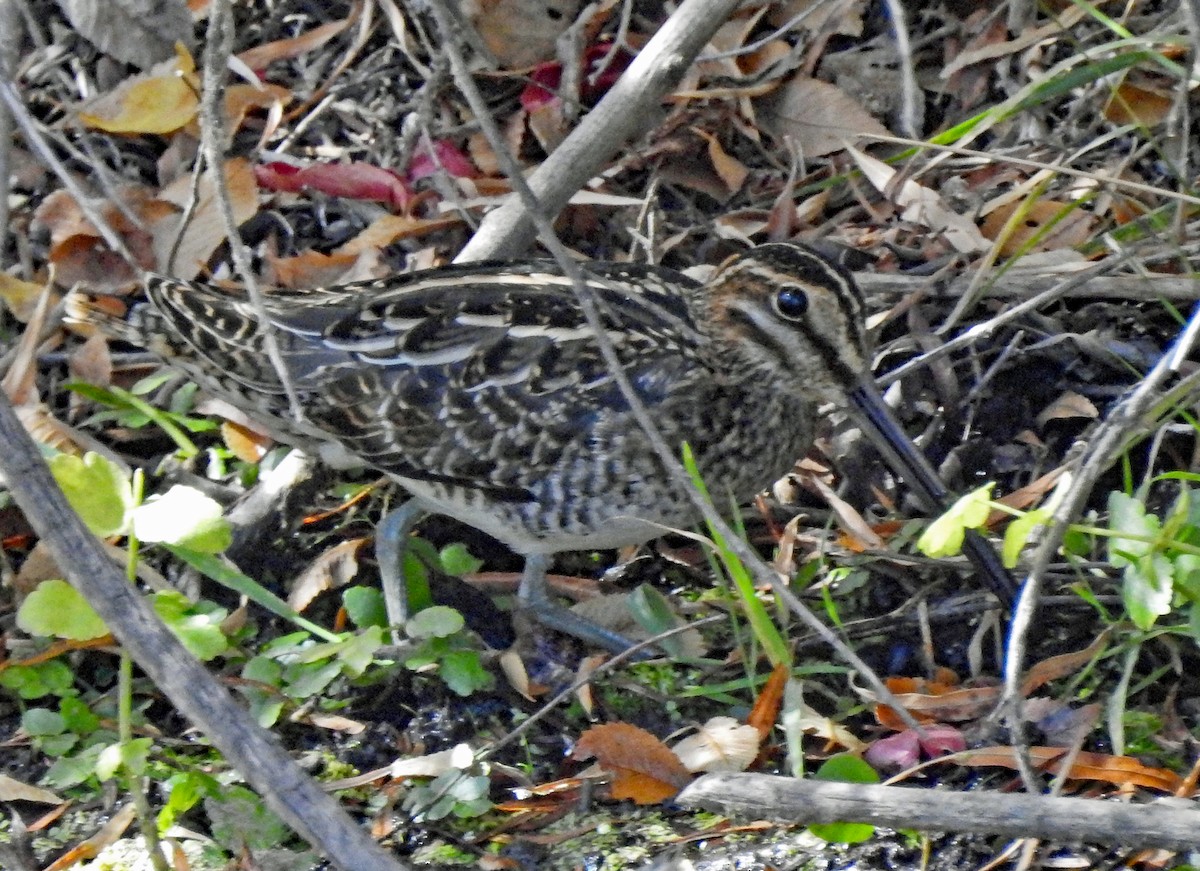 Wilson's Snipe - Janet Ruth