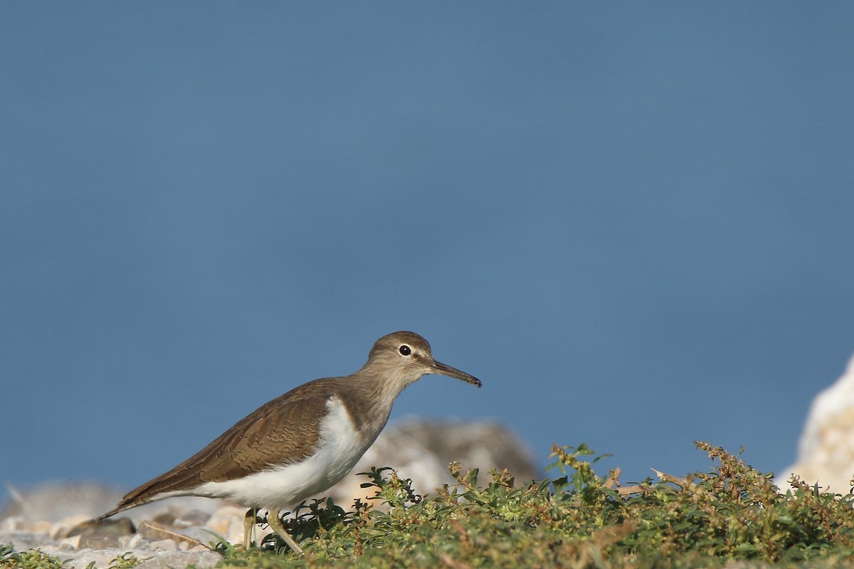 Common Sandpiper - Thanasis Tsafonis