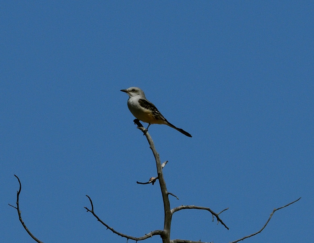 Scissor-tailed Flycatcher - ML273520151