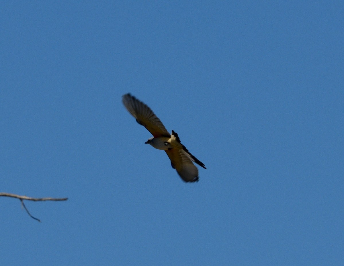 Scissor-tailed Flycatcher - ML273520161