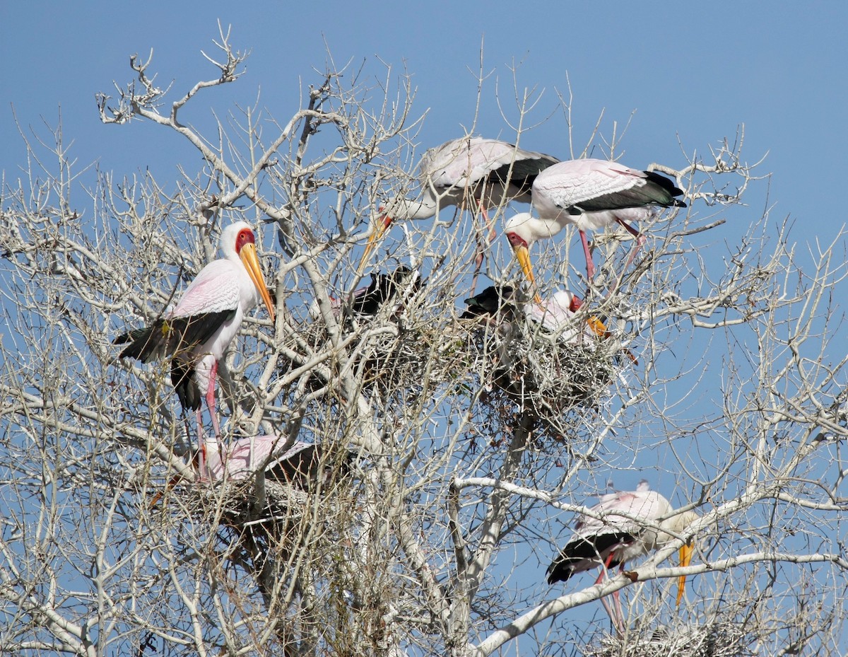 Yellow-billed Stork - ML273520211