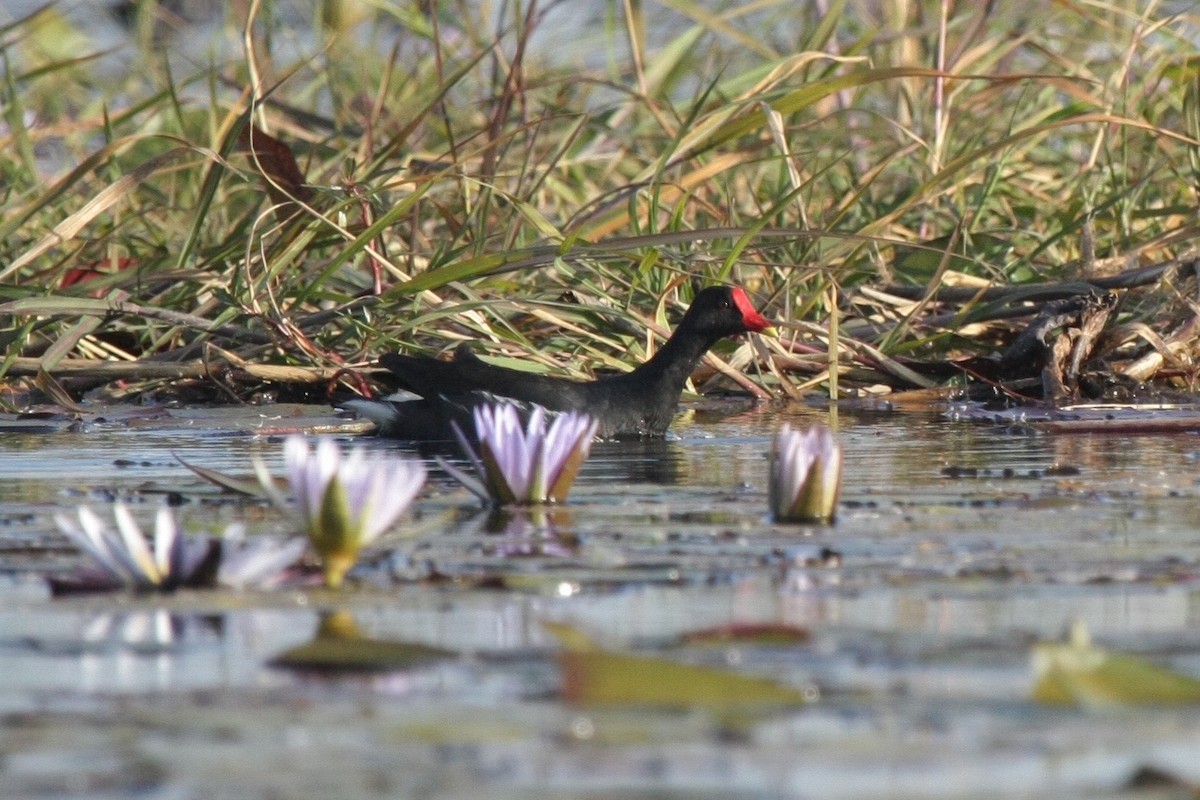 Eurasian Moorhen - ML273520781