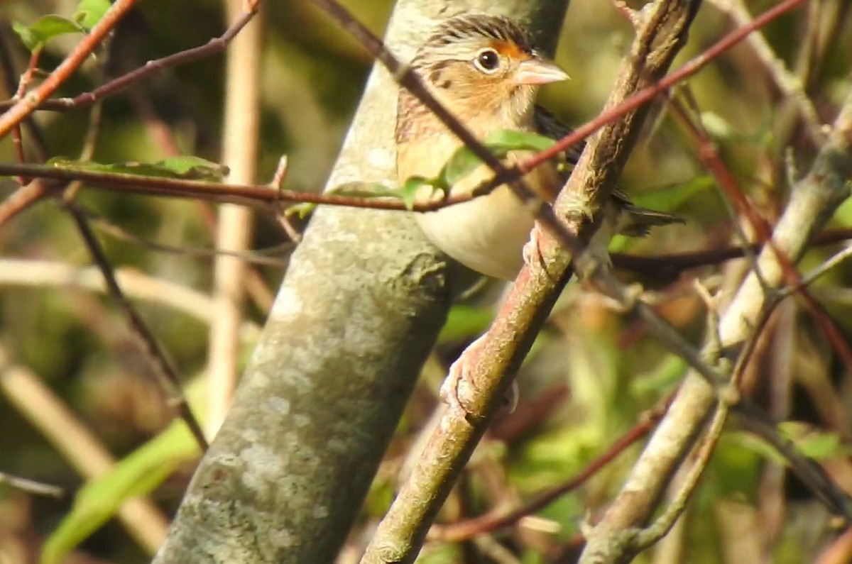 Grasshopper Sparrow - ML273521691