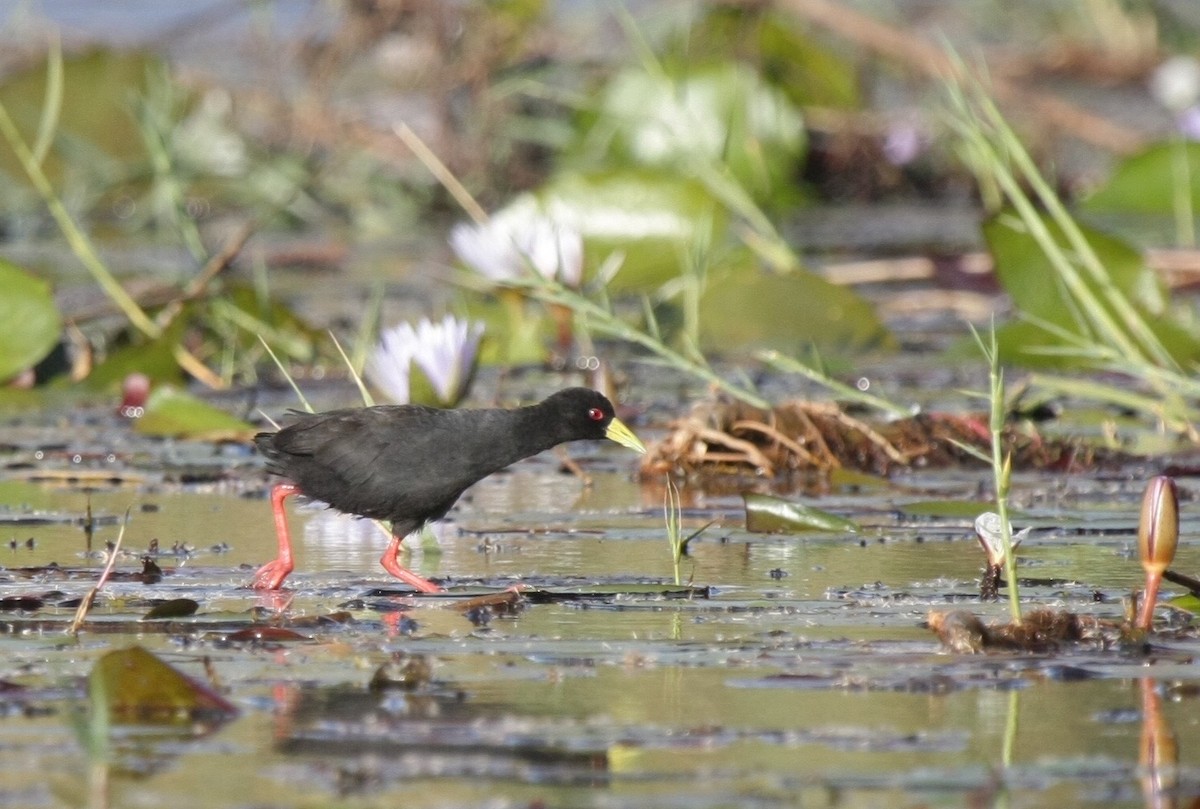 Black Crake - Kjell-Ove Hager