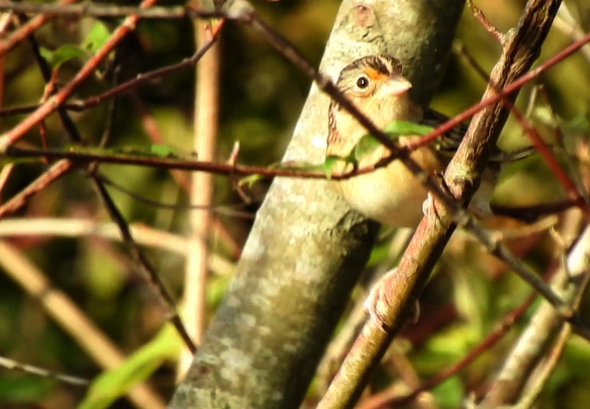 Grasshopper Sparrow - ML273521901