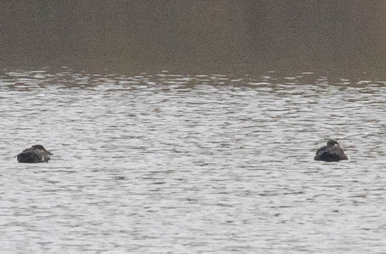 Surf Scoter - ML273522011