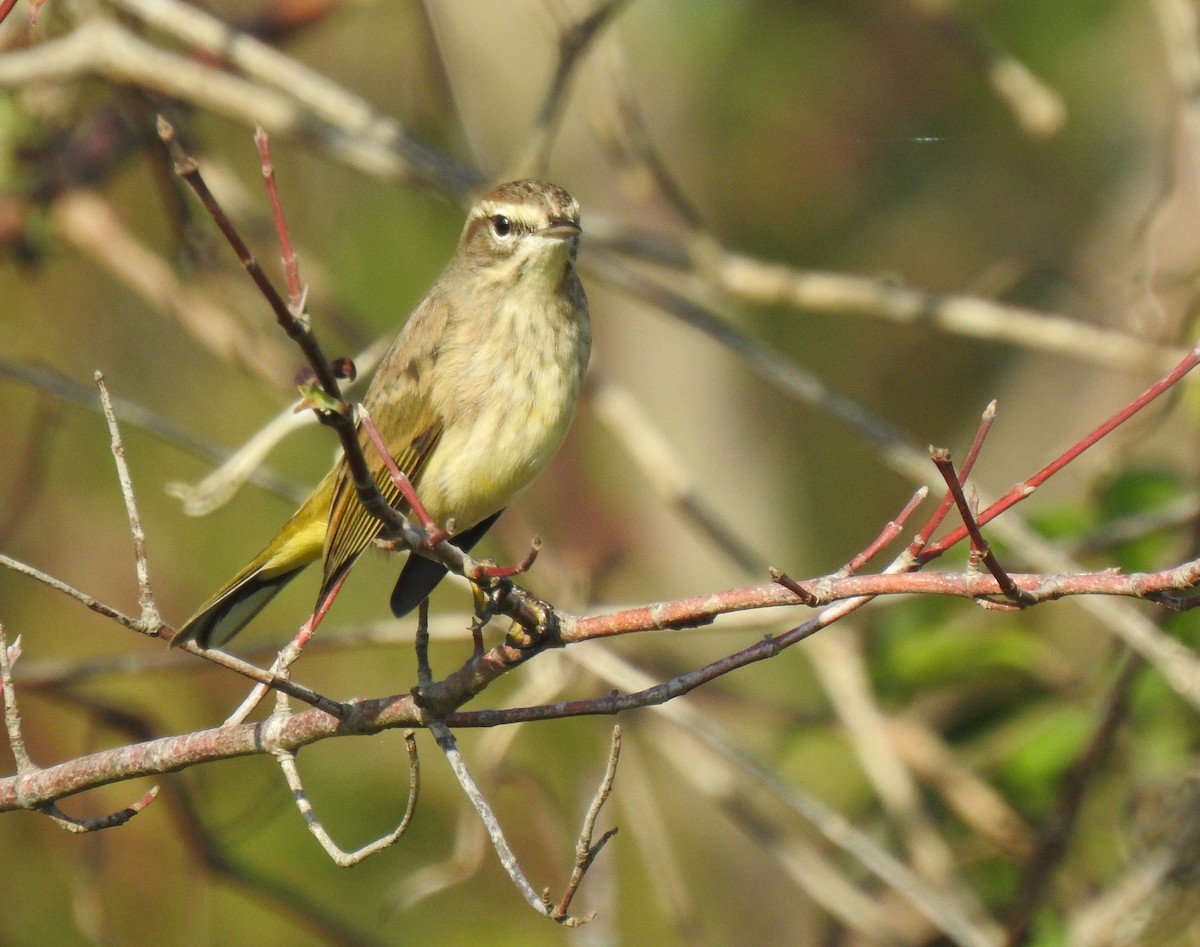 Palm Warbler (Western) - ML273522531