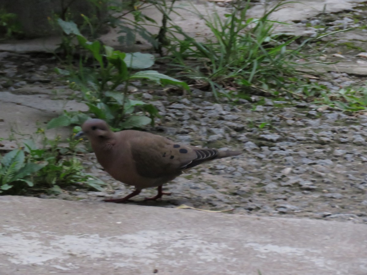 Eared Dove - ML273522881