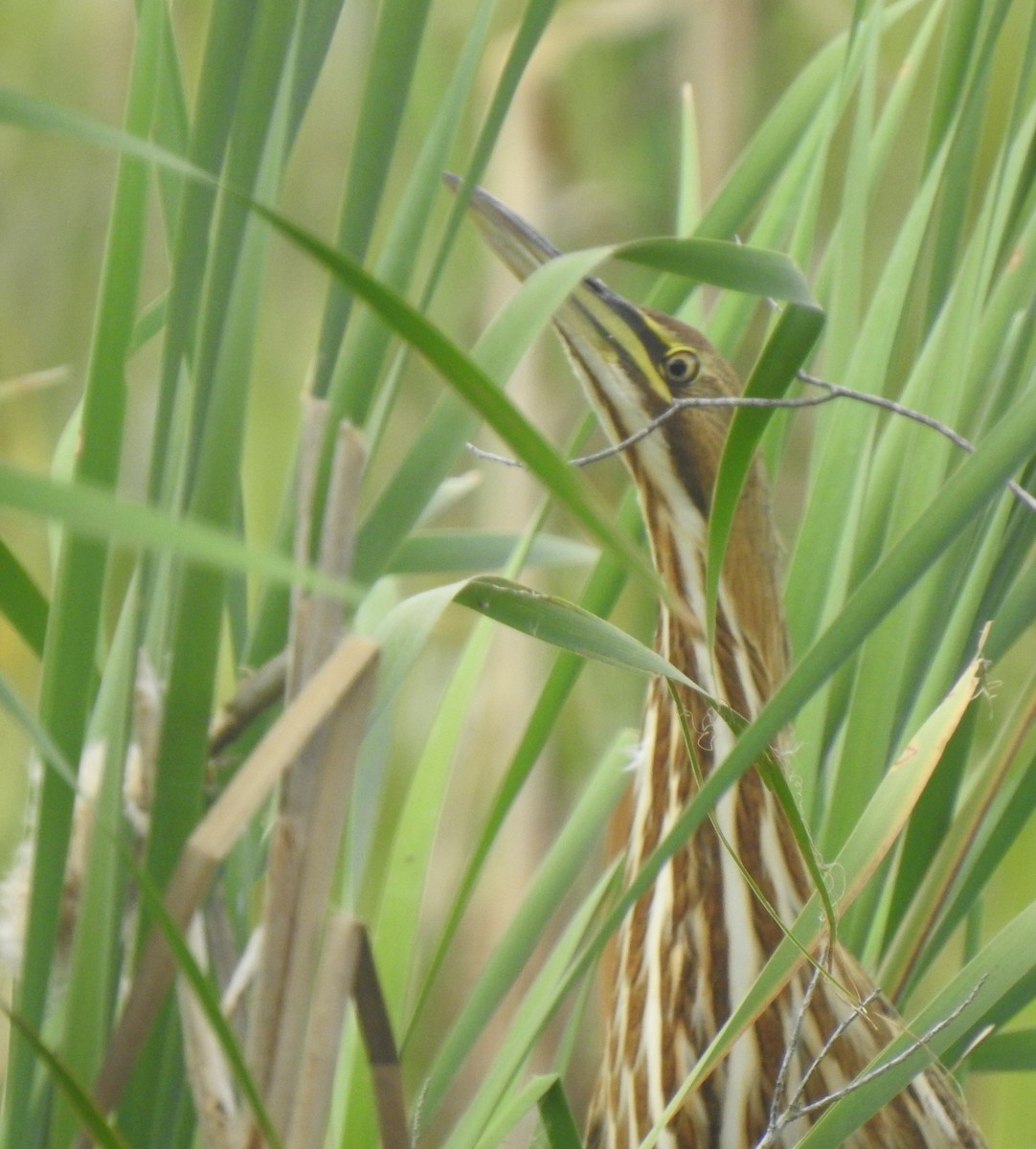 American Bittern - Daniel Lane