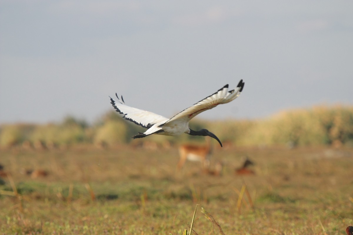 African Sacred Ibis - ML273523921