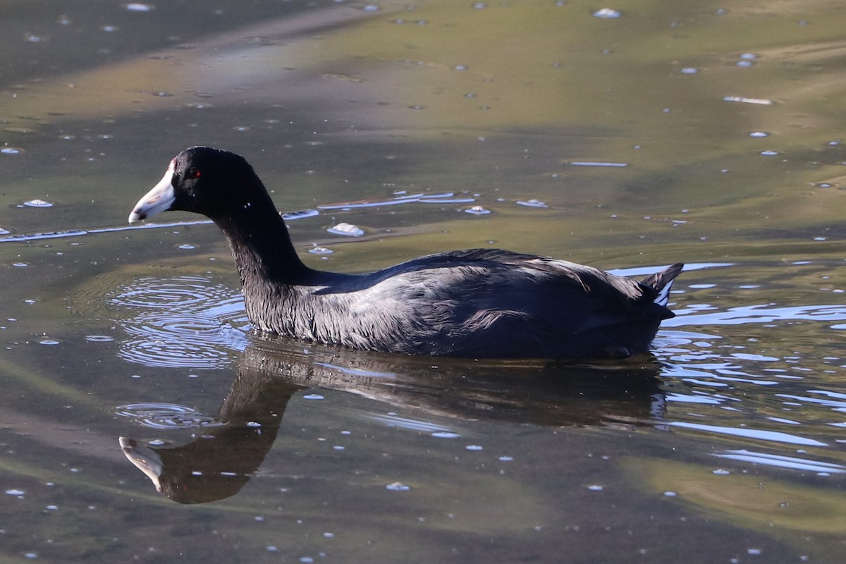 American Coot - ML273524291