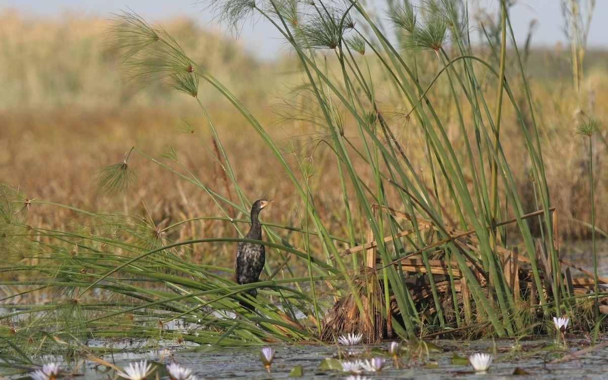 Long-tailed Cormorant - Kjell-Ove Hager