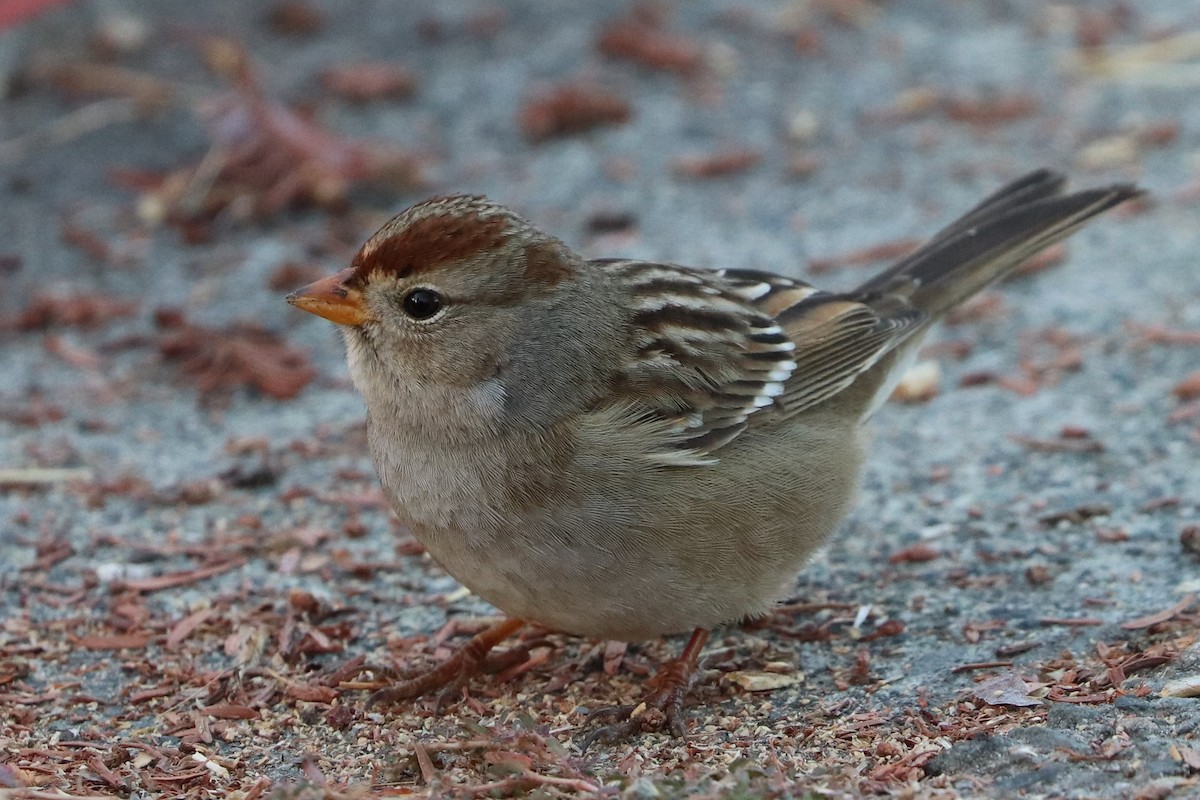 White-crowned Sparrow - ML273524661