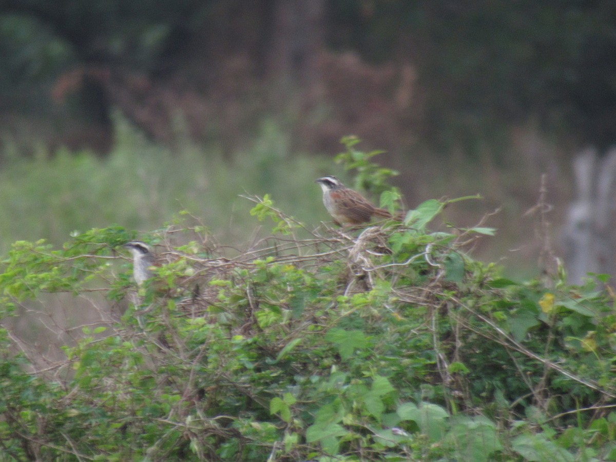 Stripe-headed Sparrow - ML273524801