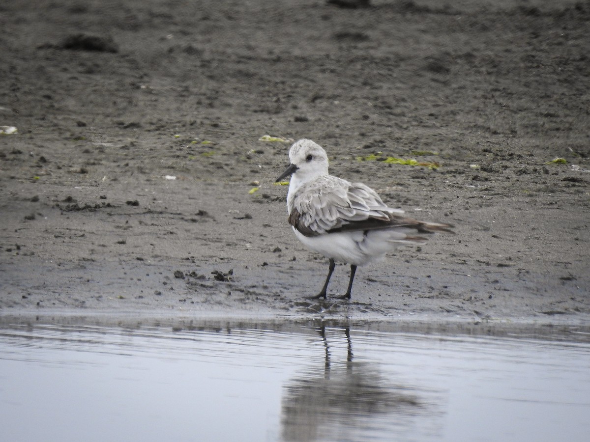 Sanderling - ML273525701