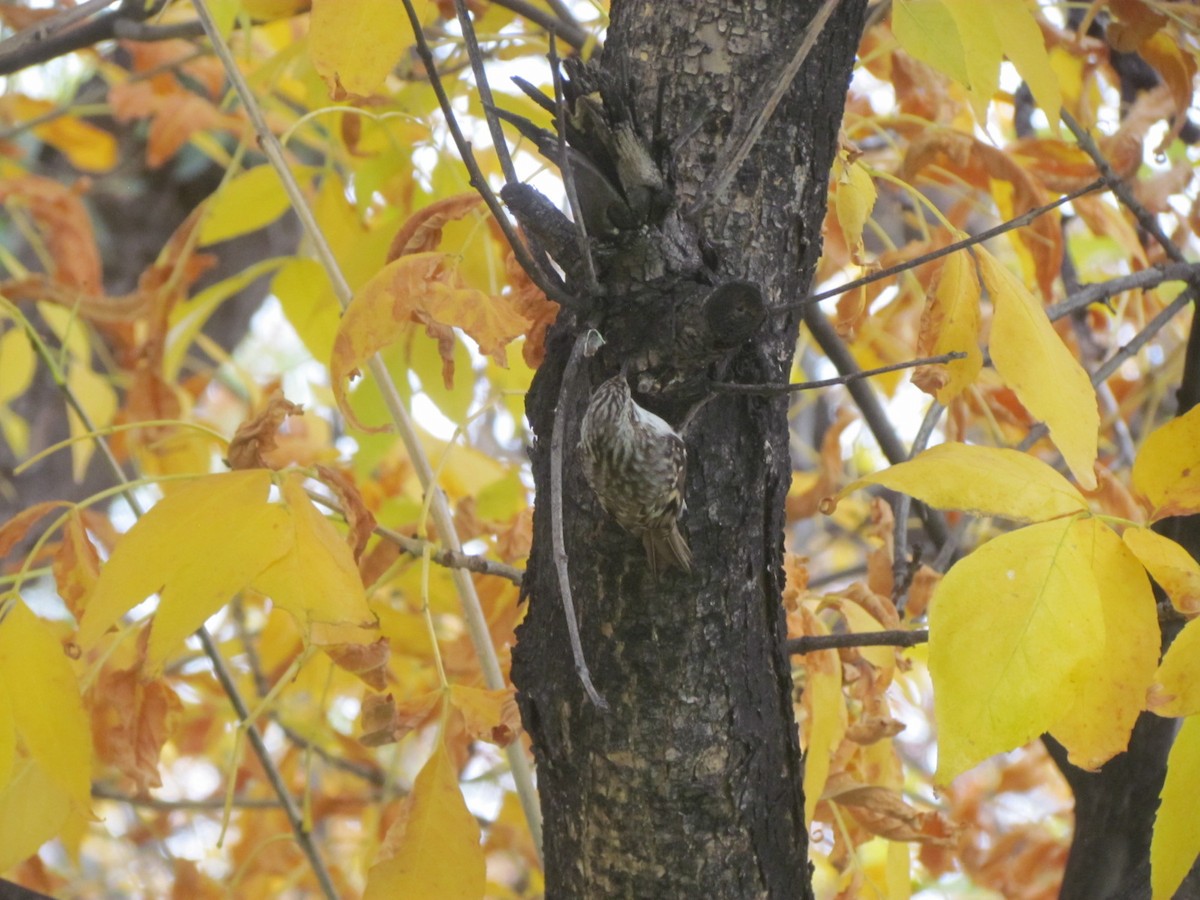 Brown Creeper - ML273526231