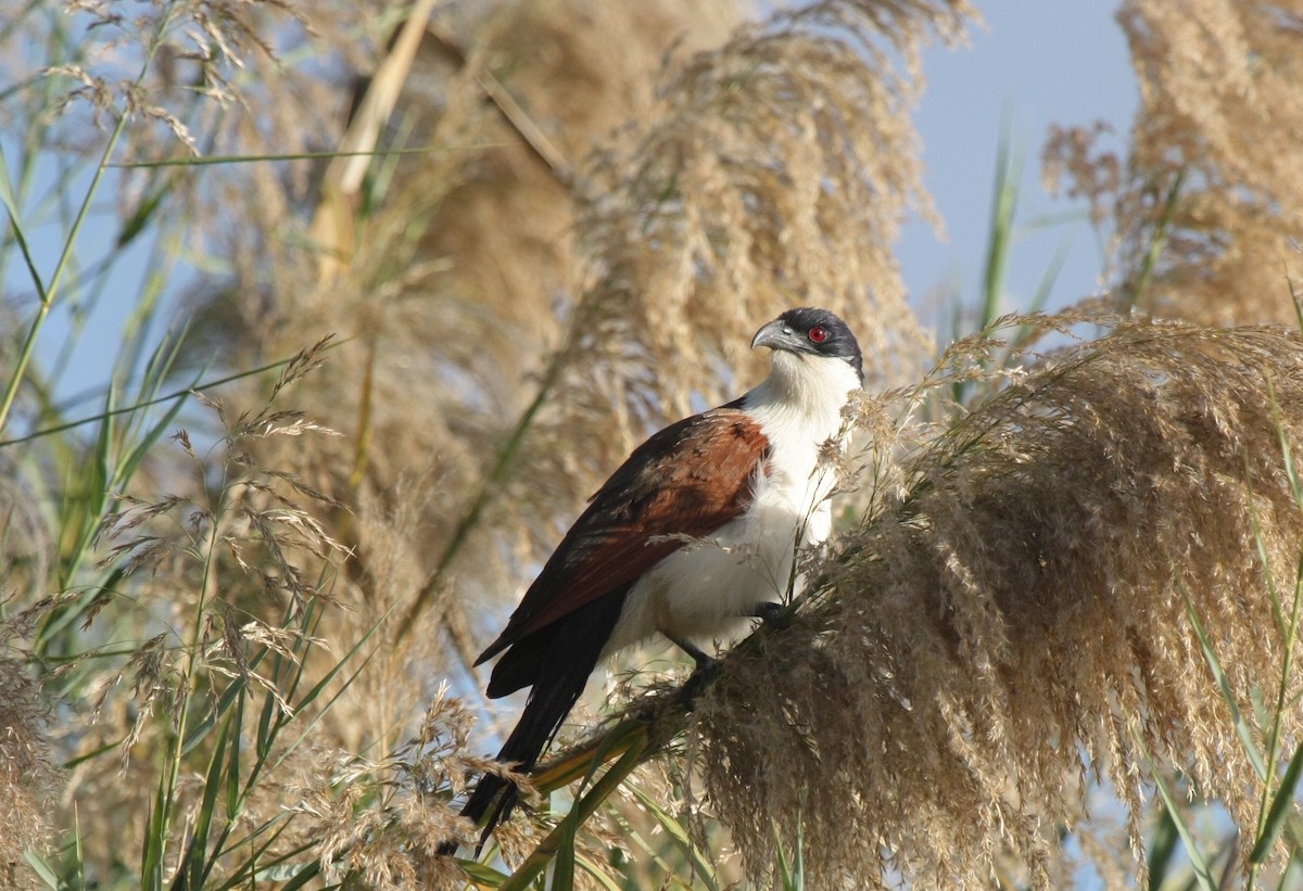 Coppery-tailed Coucal - Kjell-Ove Hager