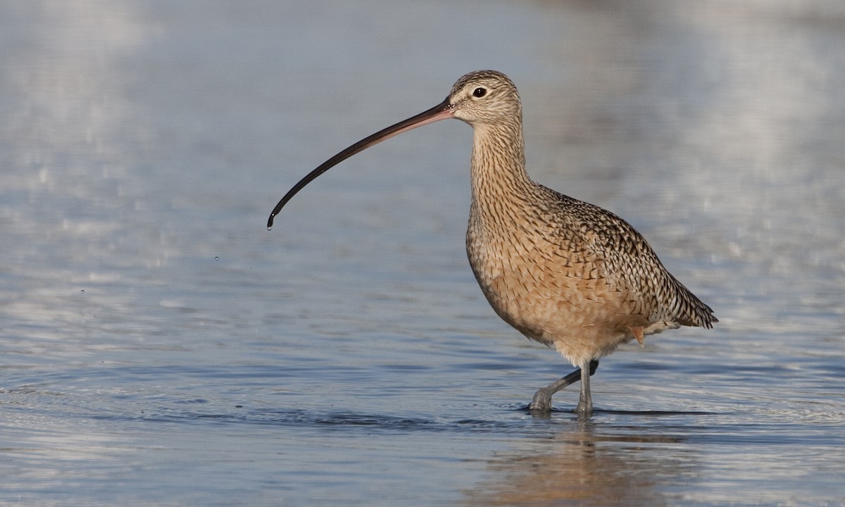 Long-billed Curlew - Brian Sullivan