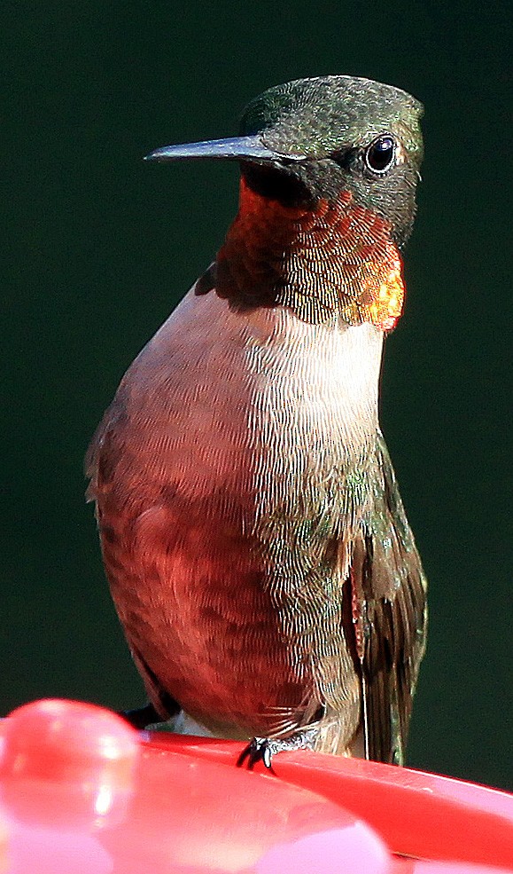 Ruby-throated Hummingbird - ML273528701
