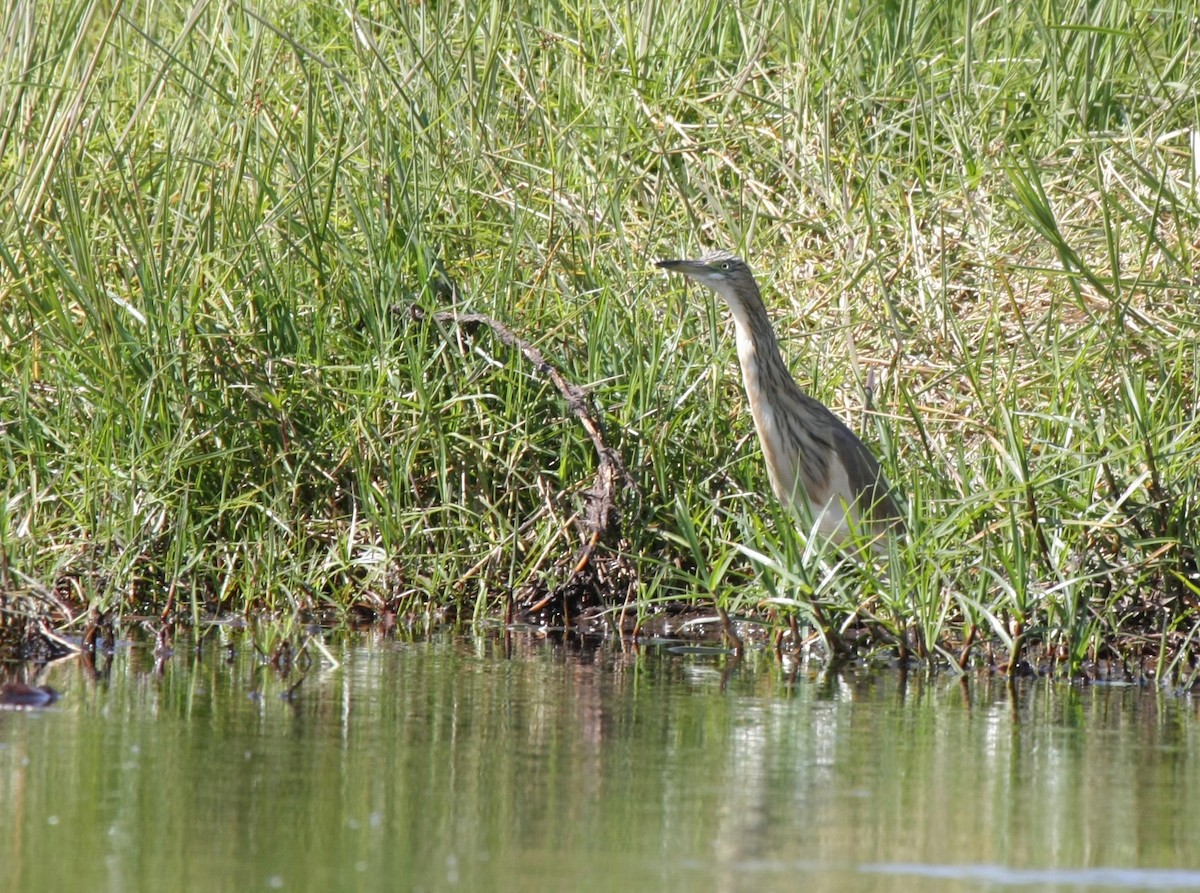 Squacco Heron - Kjell-Ove Hager