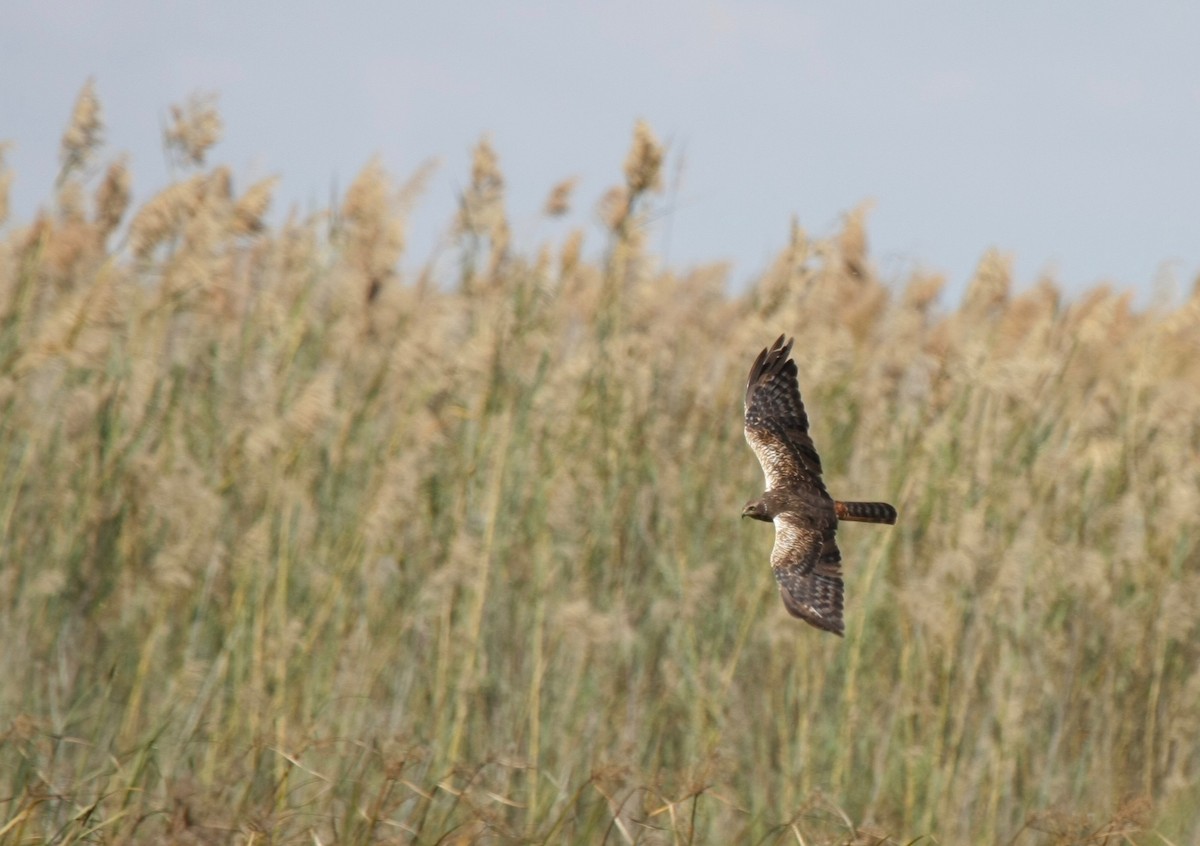 African Marsh Harrier - ML273528941