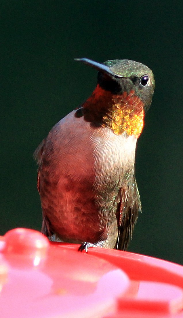 Ruby-throated Hummingbird - ML273529151