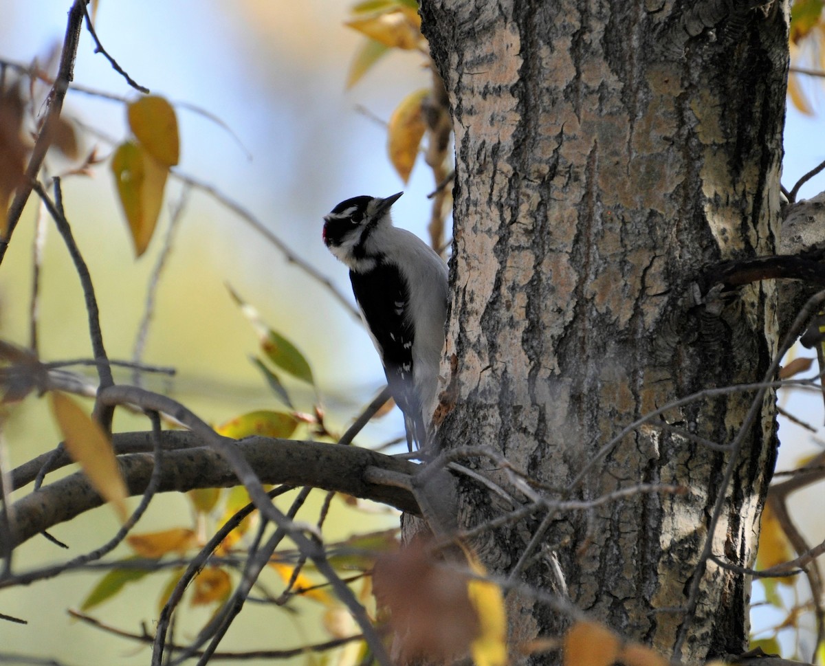 Downy Woodpecker - Paul Galvin