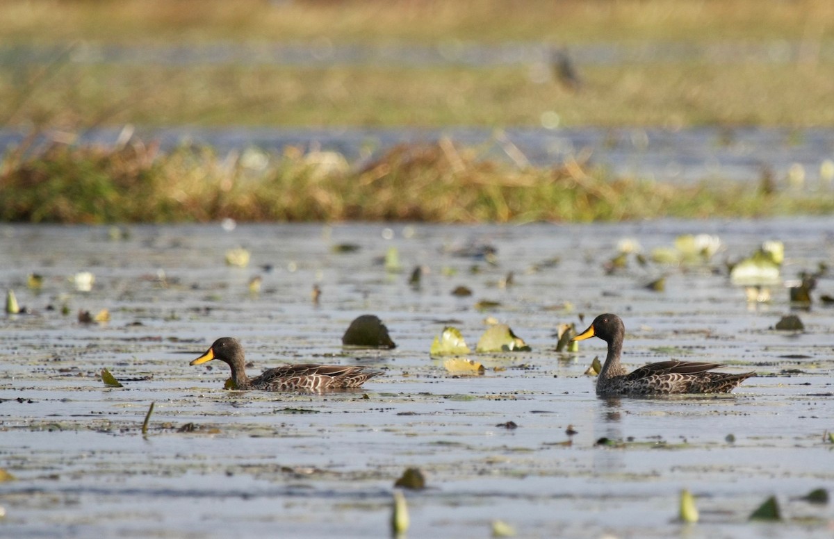 Yellow-billed Duck - ML273530221