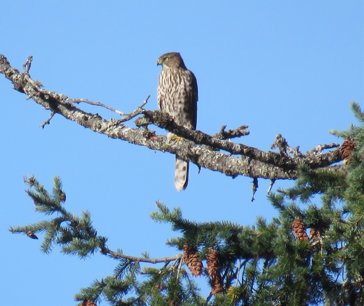 Cooper's Hawk - ML273530401