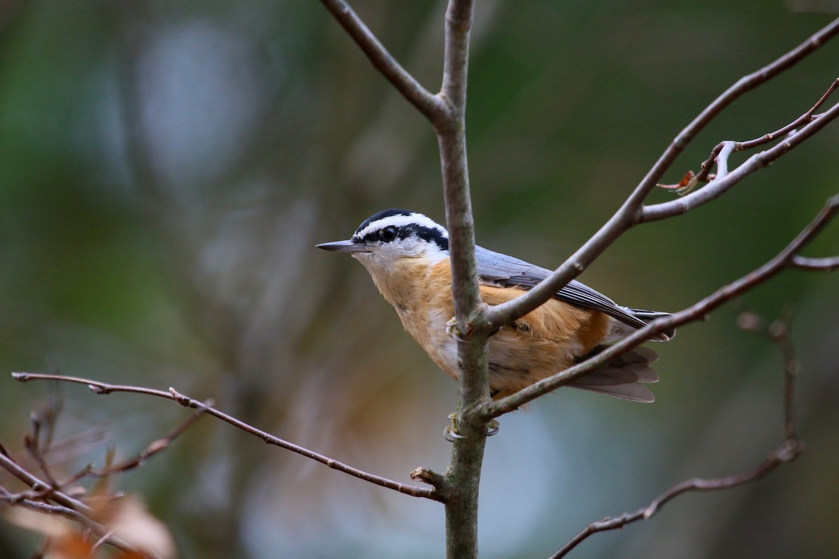 Red-breasted Nuthatch - John Garrison