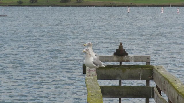 Glaucous-winged Gull - ML273533211