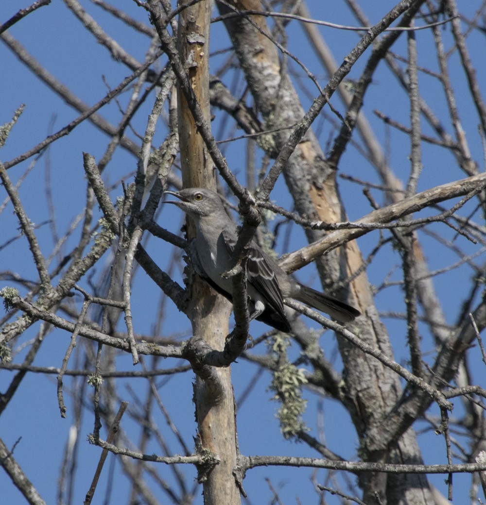 Northern Mockingbird - ML273533821