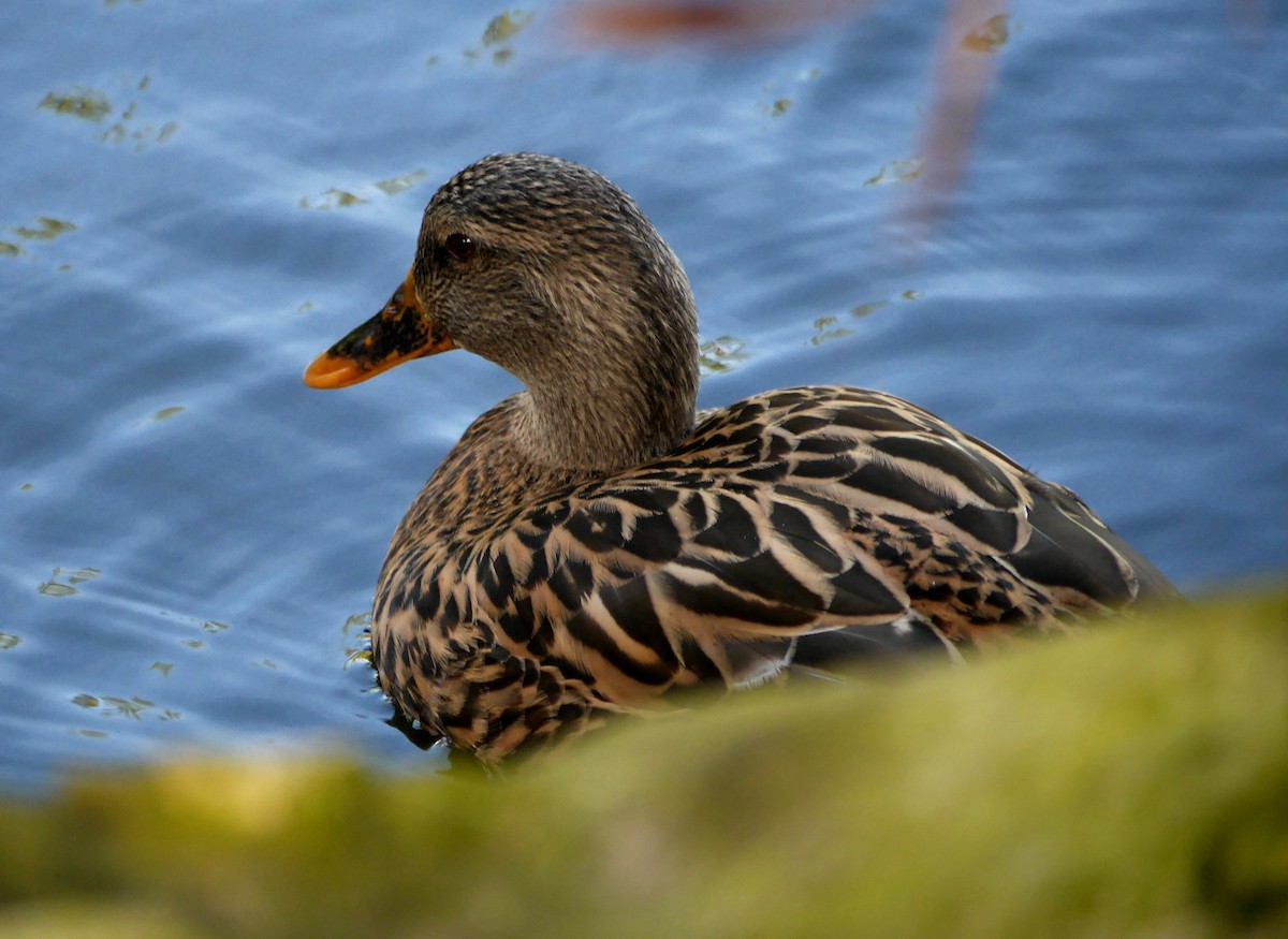 Mallard (Domestic type) - Ed Gaillard