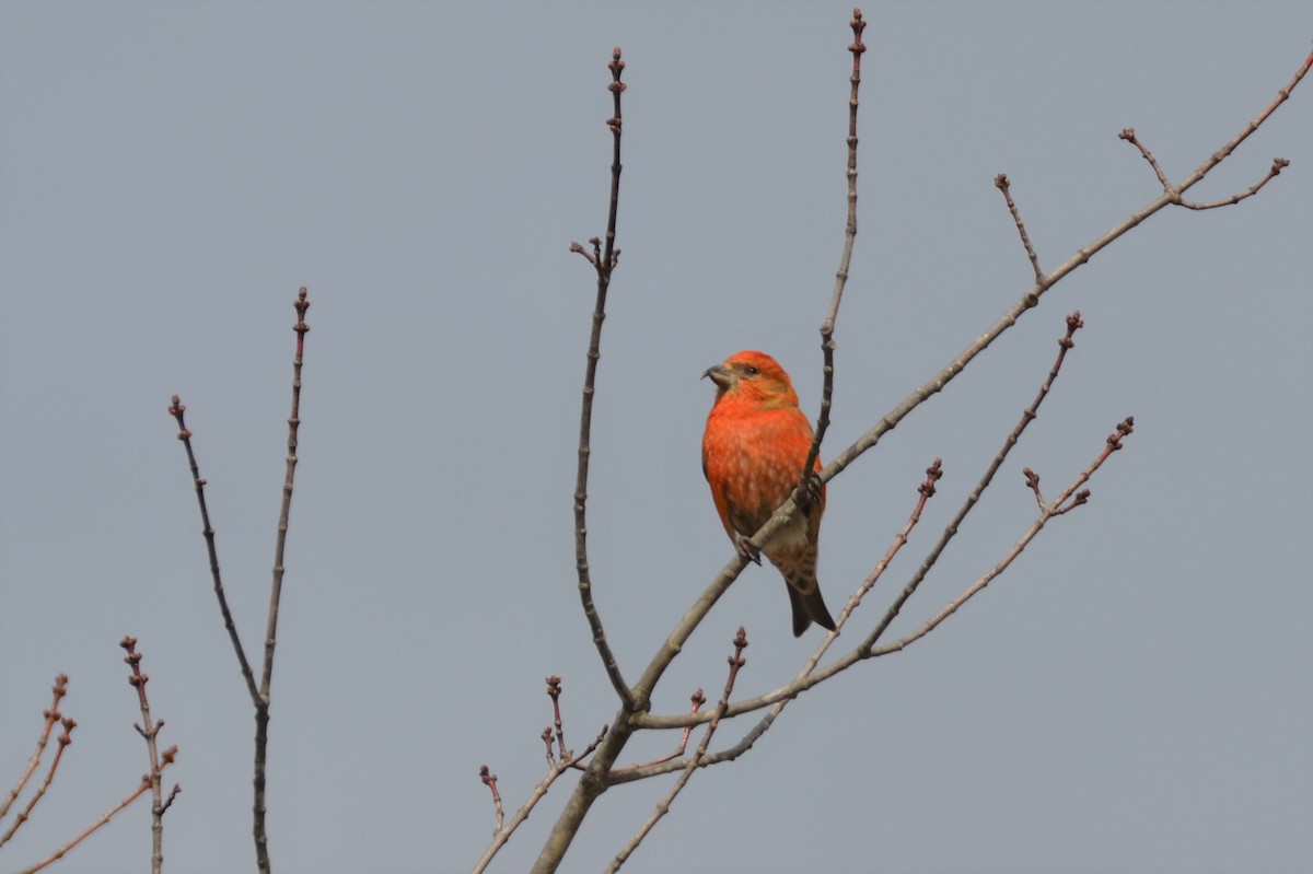 Red Crossbill (Northeastern or type 12) - ML273537611