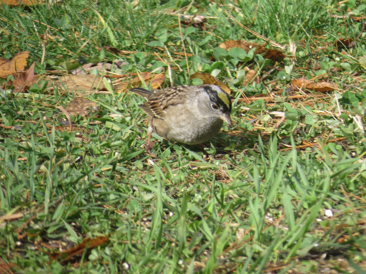 Golden-crowned Sparrow - ML273538331