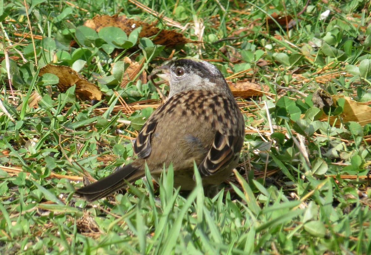 Golden-crowned Sparrow - ML273538351