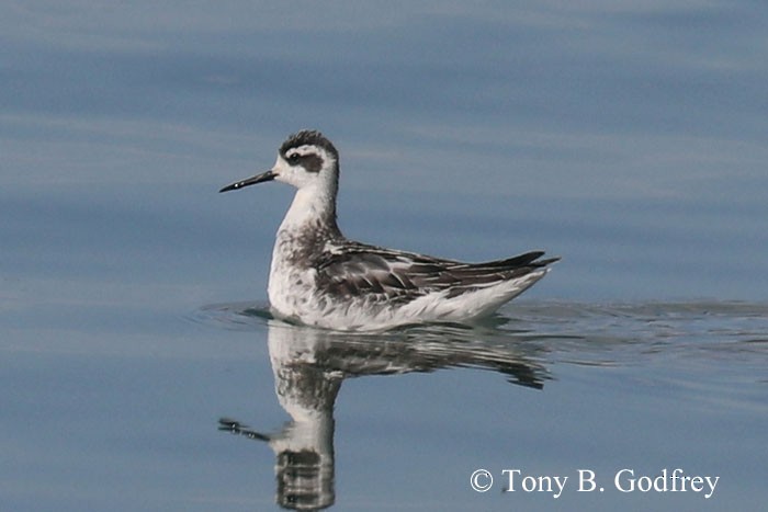 Phalarope à bec étroit - ML273538711