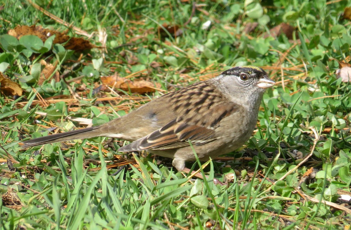 Bruant à couronne dorée - ML273540281