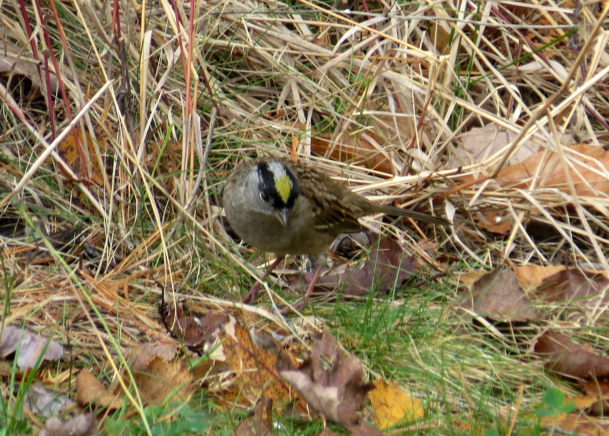 Bruant à couronne dorée - ML273540301