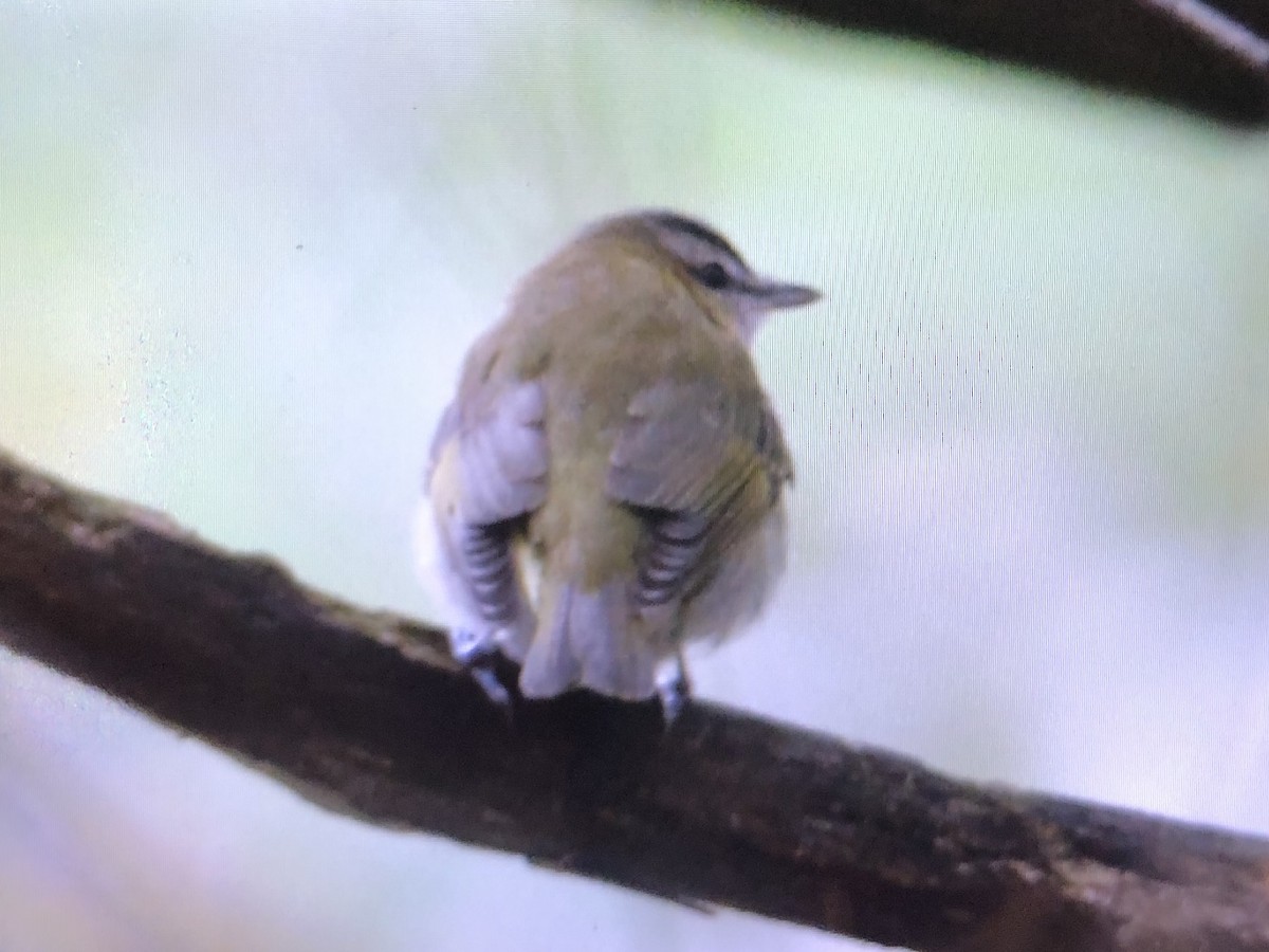 Red-eyed Vireo - ML273540671