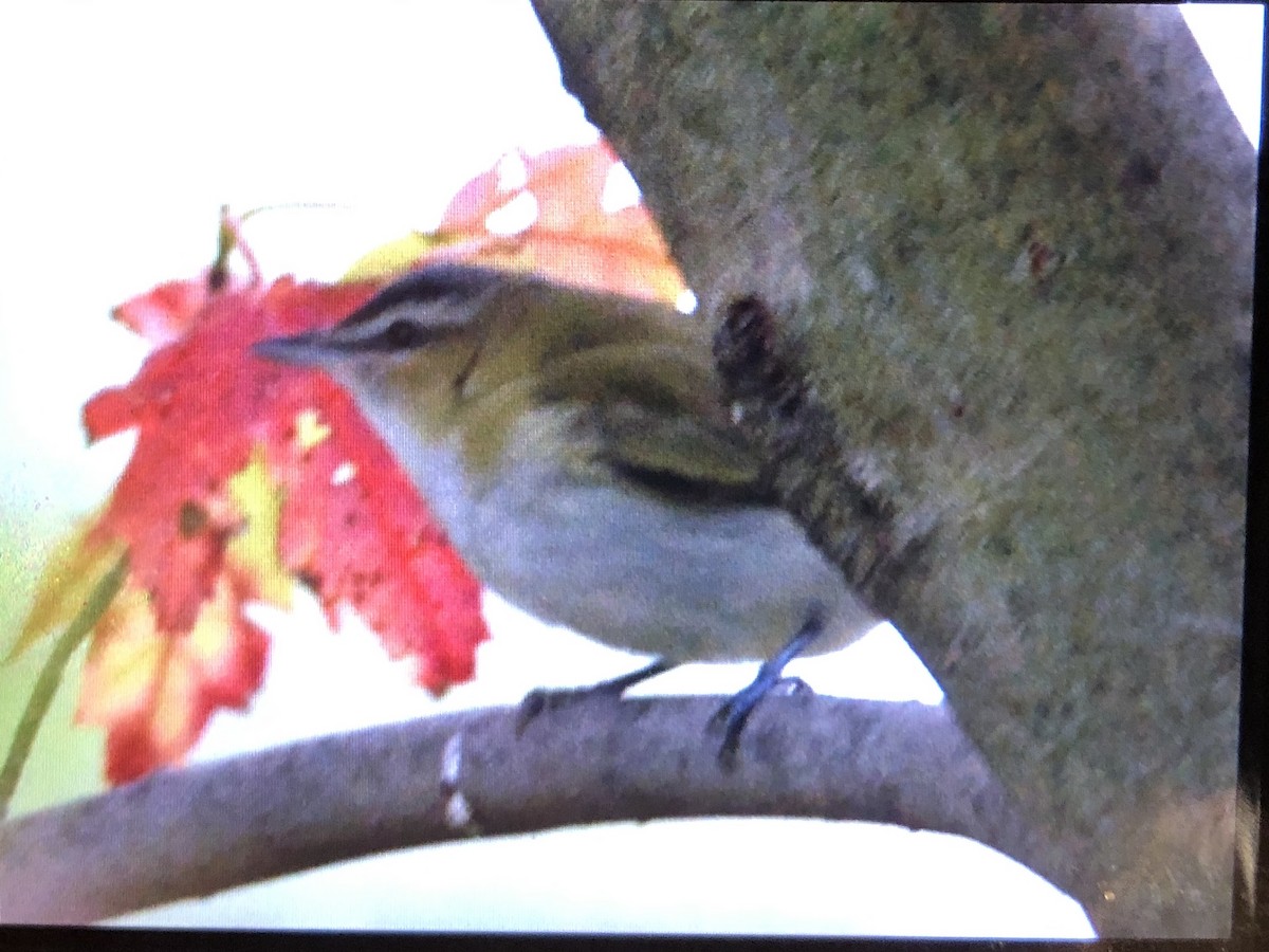Red-eyed Vireo - ML273540681
