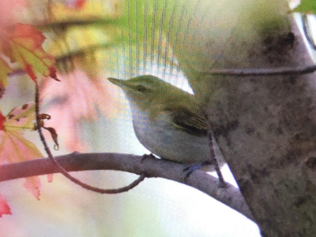 Red-eyed Vireo - ML273540691