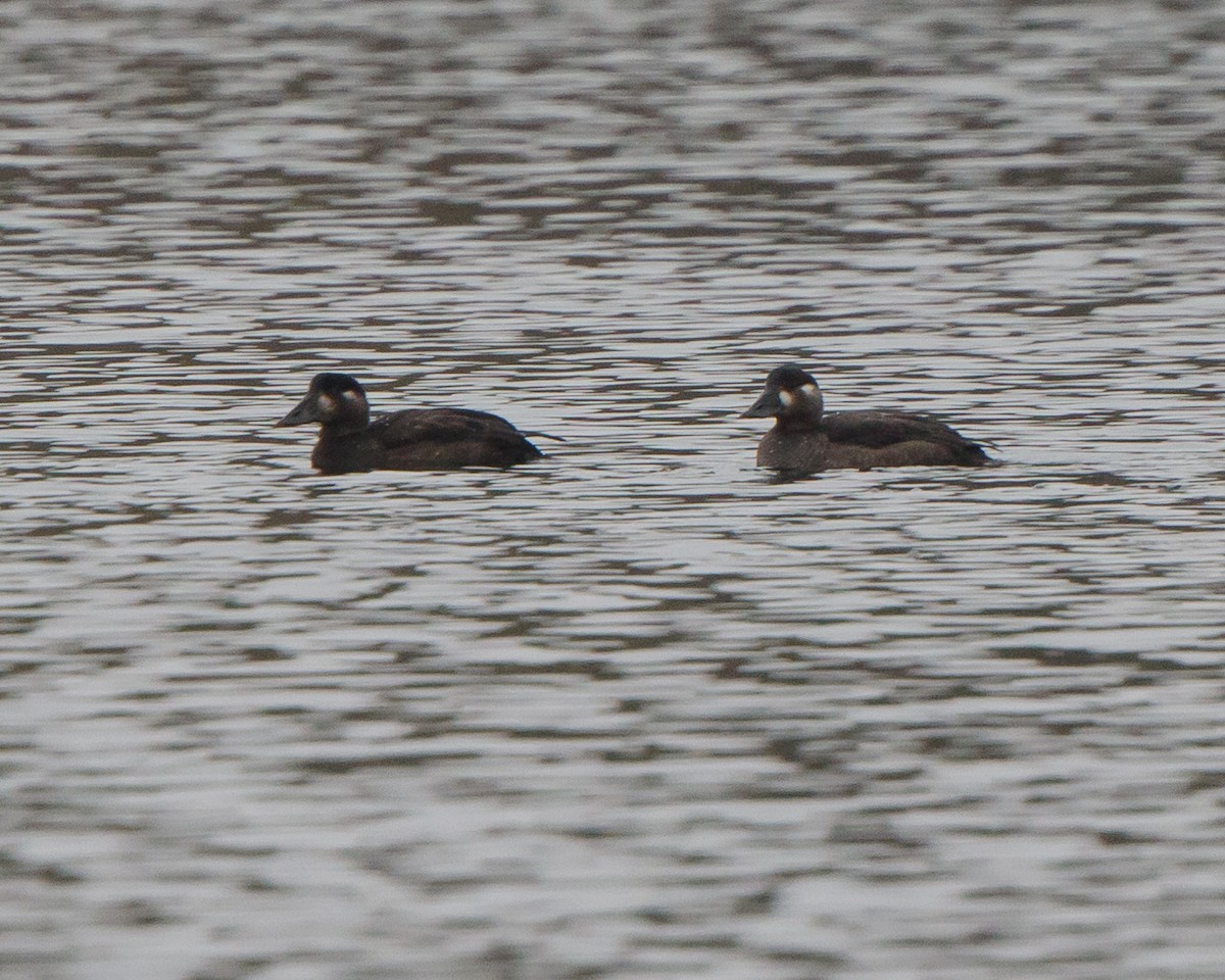 Surf Scoter - ML273541041