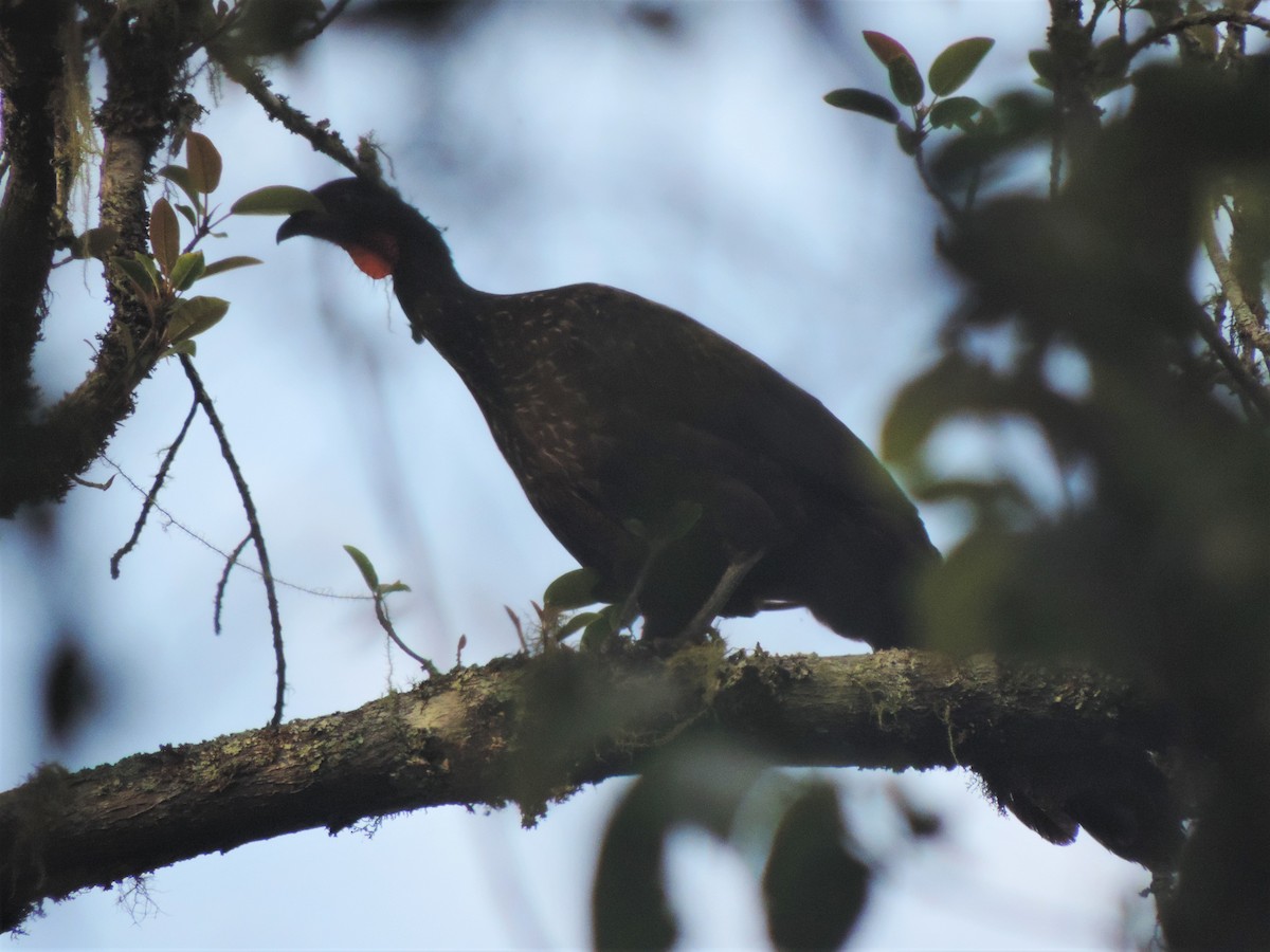 Dusky-legged Guan - ML273542041