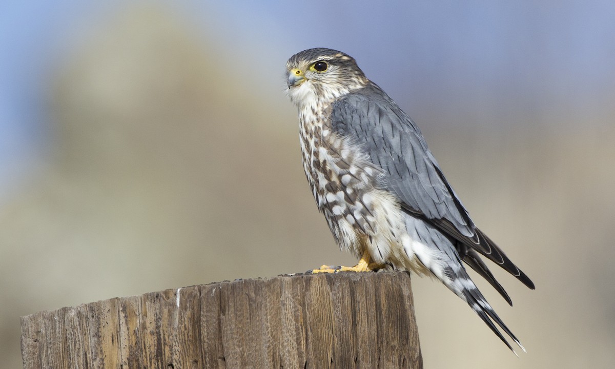 Merlin - Brian Sullivan